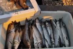 IMG-20230707-WA0026