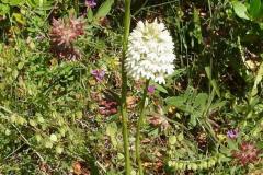 Anacamptis-pyramidalis