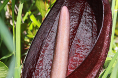 Arum-nigrum