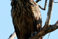 Bubo-bubo