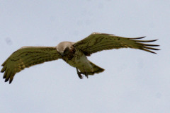 Circaetus-gallicus