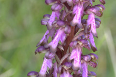 Himantoglossum-robertianum