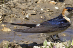 Hirundo-daurica