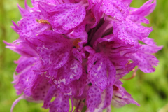 Neotinea-tridentata