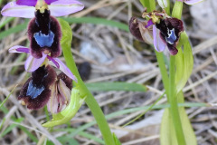 Ophrys-bertoloni