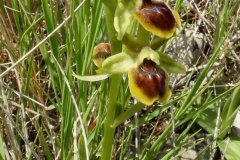 Ophrys-incantata