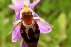 Ophrys-rhodostephane