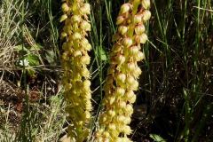 Orchis-antropophora