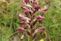 Orchis-fragrans