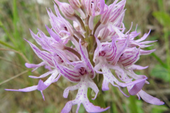 Orchis-italica