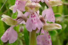 Orchis-morio