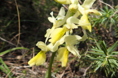 Orchis-pauciflora