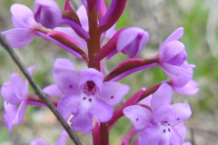 Orchis-quadripunctata